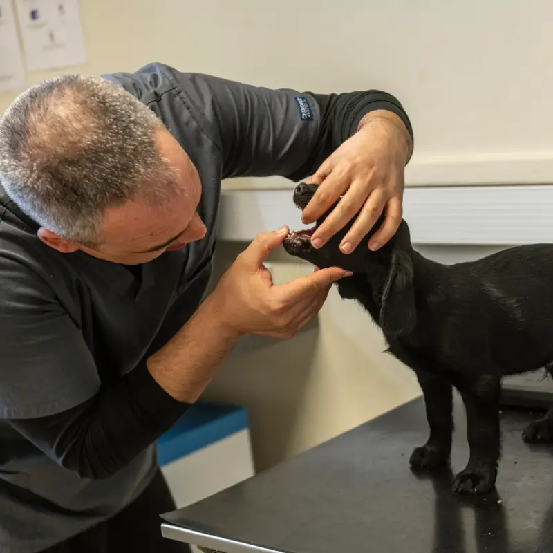 involved-in-pet-Dental